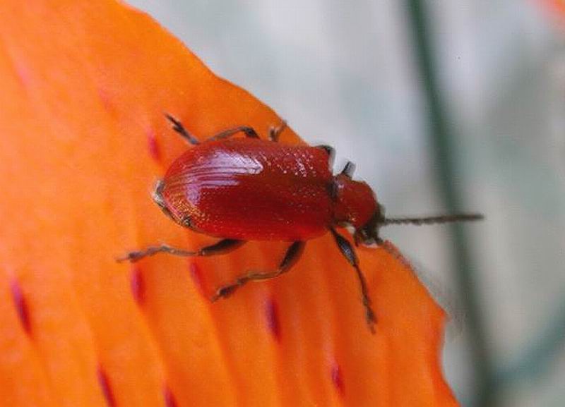 Larva di Lilioceris lilii